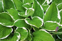 Funkia Wide Brim Hosta