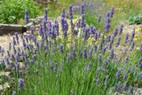 Lawenda wąskolistna Grosso Lavandula angustifolia P9