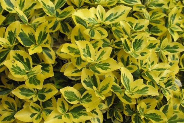 Trzmielina Fortune'a Canadale Gold Euonymus fortunei P9