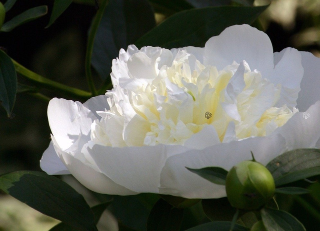 Piwonia biała Paeonia C2