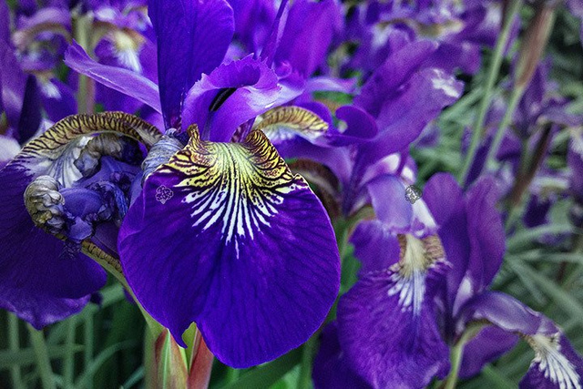 Kosaciec syberyjski Dark Blue Iris sibirica C1