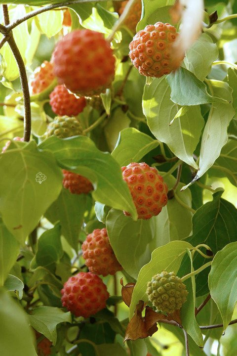 Dereń kousa Cornus kousa P9