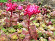 Rozchodnik kaukaski Purpurteppich Sedum spurium C2