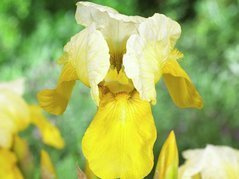 Kosaciec Lady of Nepel Iris germanica C2