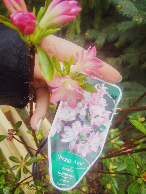 Azalia japońska Roehr's Peggy Ann Rhododendron obtusum C2