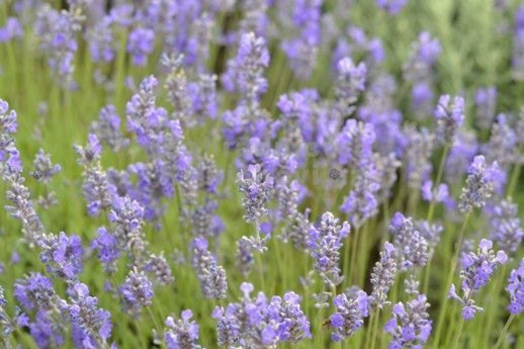Lawenda wąskolistna Brabants Lust Lavandula angustifolia P9