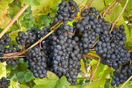 Winorośl Rondo Vitis C2