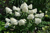 Hortensja bukietowa Phantom Hydrangea paniculata