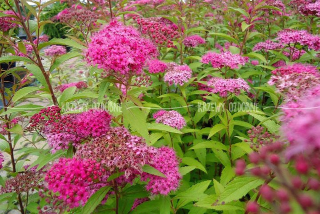 Tawuła japońska Anthony Waterer Spiraea japonica