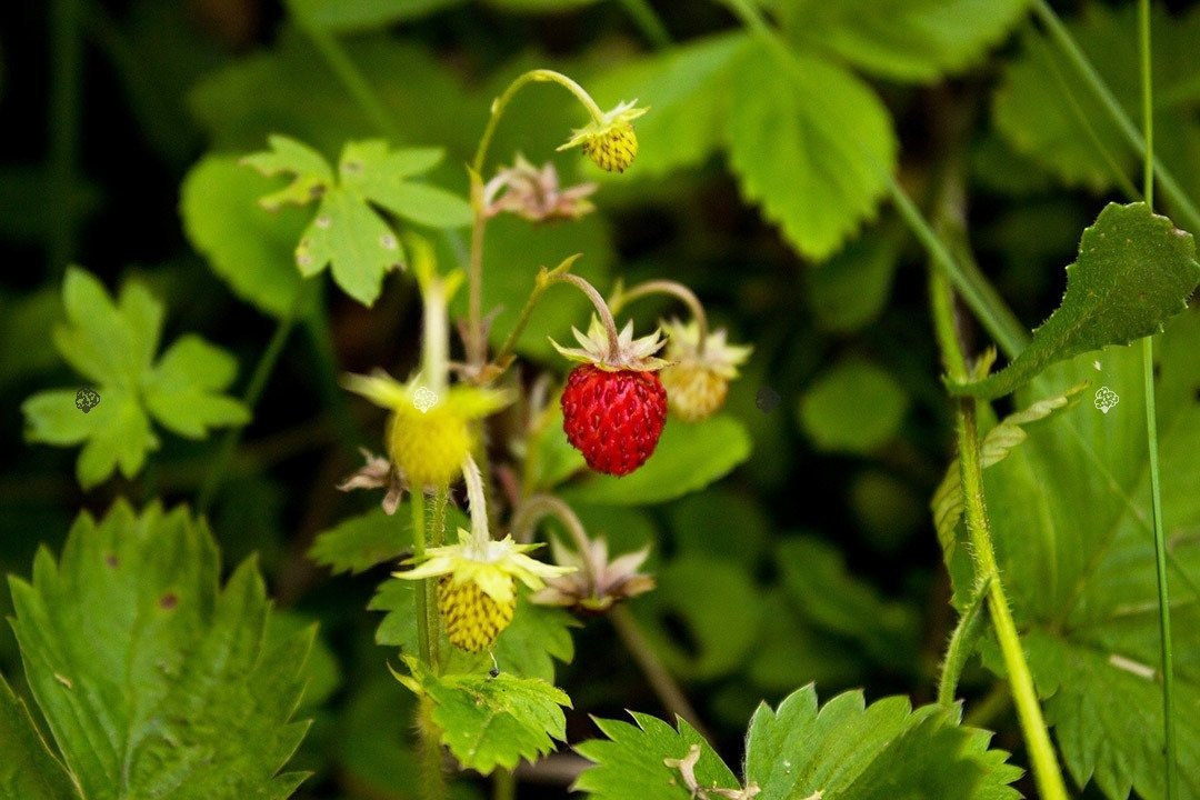 Poziomka pospolita Rugia Fragaria vesca P9