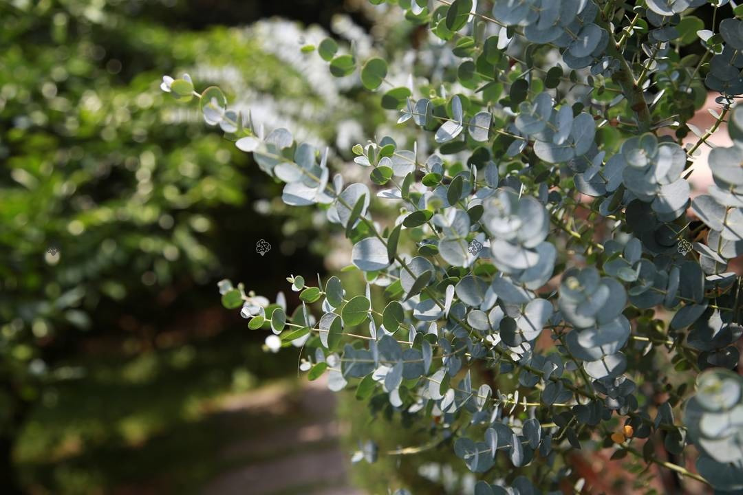 Eukaliptus górski Eucalyptus gunnii C2