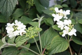 Kalina japońska Summer Snowflake Viburnum plicatum P9