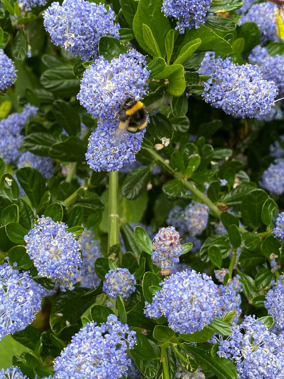 Prusznik Italian Skies Ceanothus P9