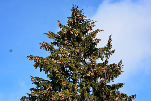 Świerk pospolity Picea abies P9