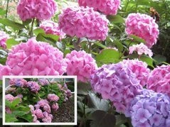 Hortensja ogrodowa Bouquet Rose Hydrangea macrophylla P9