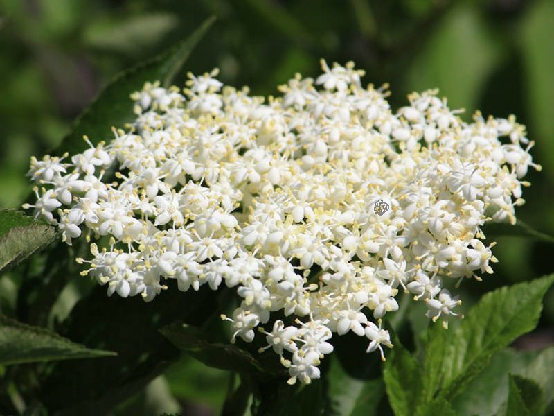 Bez czarny Haschberg Sambucus nigra C2