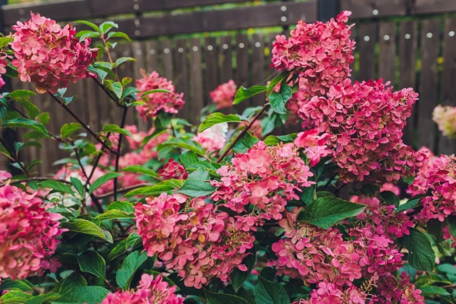 Hortensja bukietowa Wims Red PBR Hydrangea paniculata P9