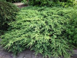 Jałowiec nadbrzeżny Blue Pacific Juniperus conferta C2