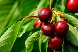 Wiśnia Sabina Prunus cerasus