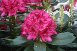 Różanecznik katawbijski Nova Zembla Rhododendron catawbiense C2