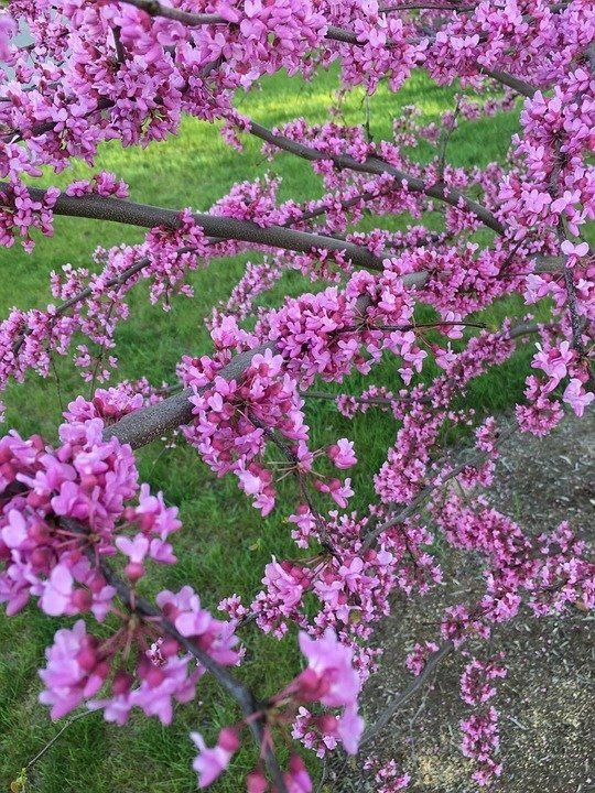 Judaszowiec kanadyjski Cercis canadensis C5