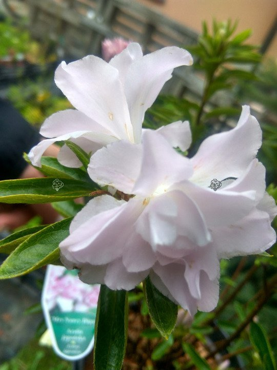 Azalia japońska Mrs Nancy Dippel Rhododendron obtusum C2