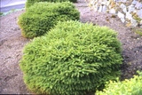Świerk pospolity Nidiformis Picea abies