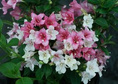 Krzewuszka cudowna Trilogy PBR Weigela florida C3