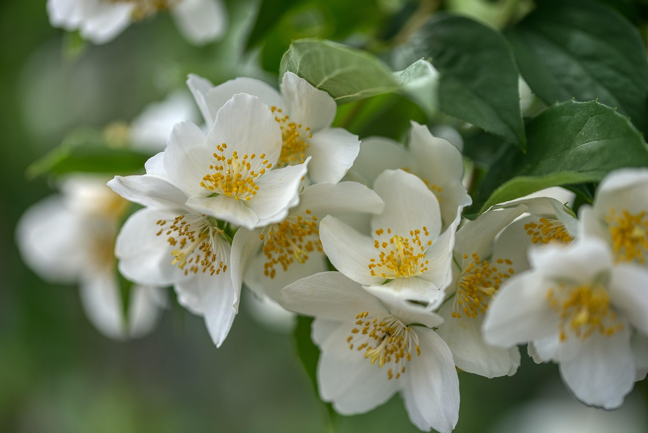 Jaśminowiec Mont Blanc Philadelphus C3