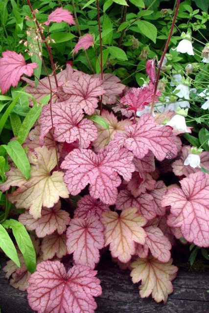Żurawka Berry Smoothie PBR Heuchera C1,4