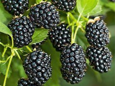 Jeżyna bezkolcowa Arapaho Rubus fruticosa C2