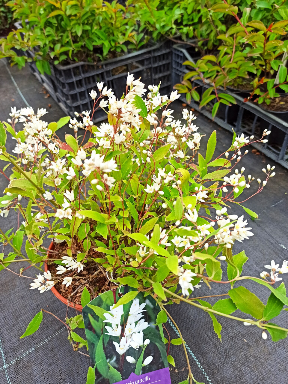 Żylistek wysmukły Nikko Deutzia gracilis P9