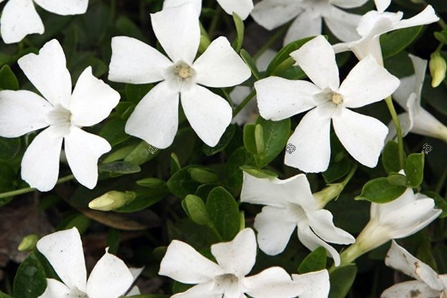 Barwinek pospolity Alba Vinca minor P9