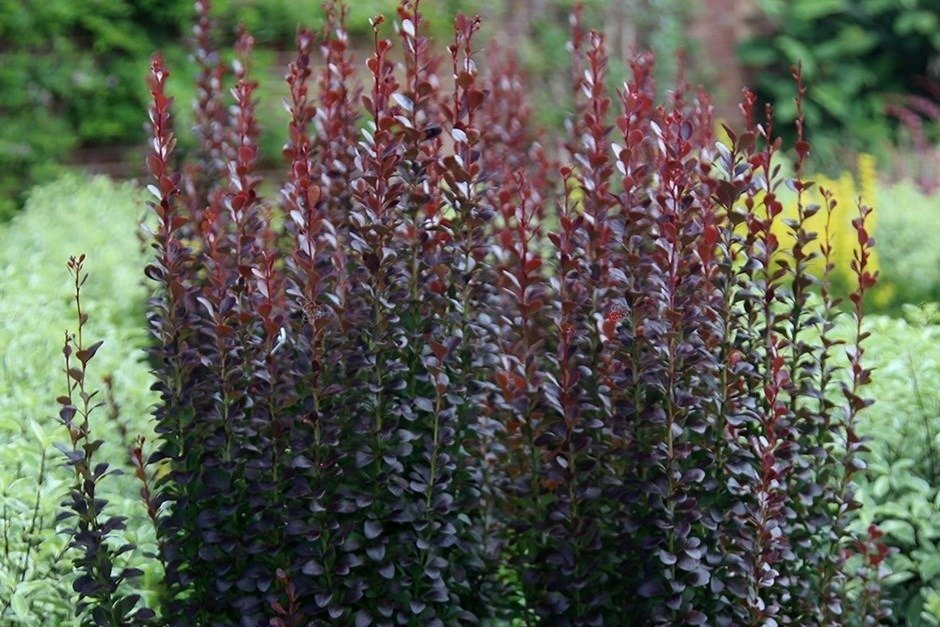 Berberys Thunberga Helmond Pillar Berberis thunbergii C2