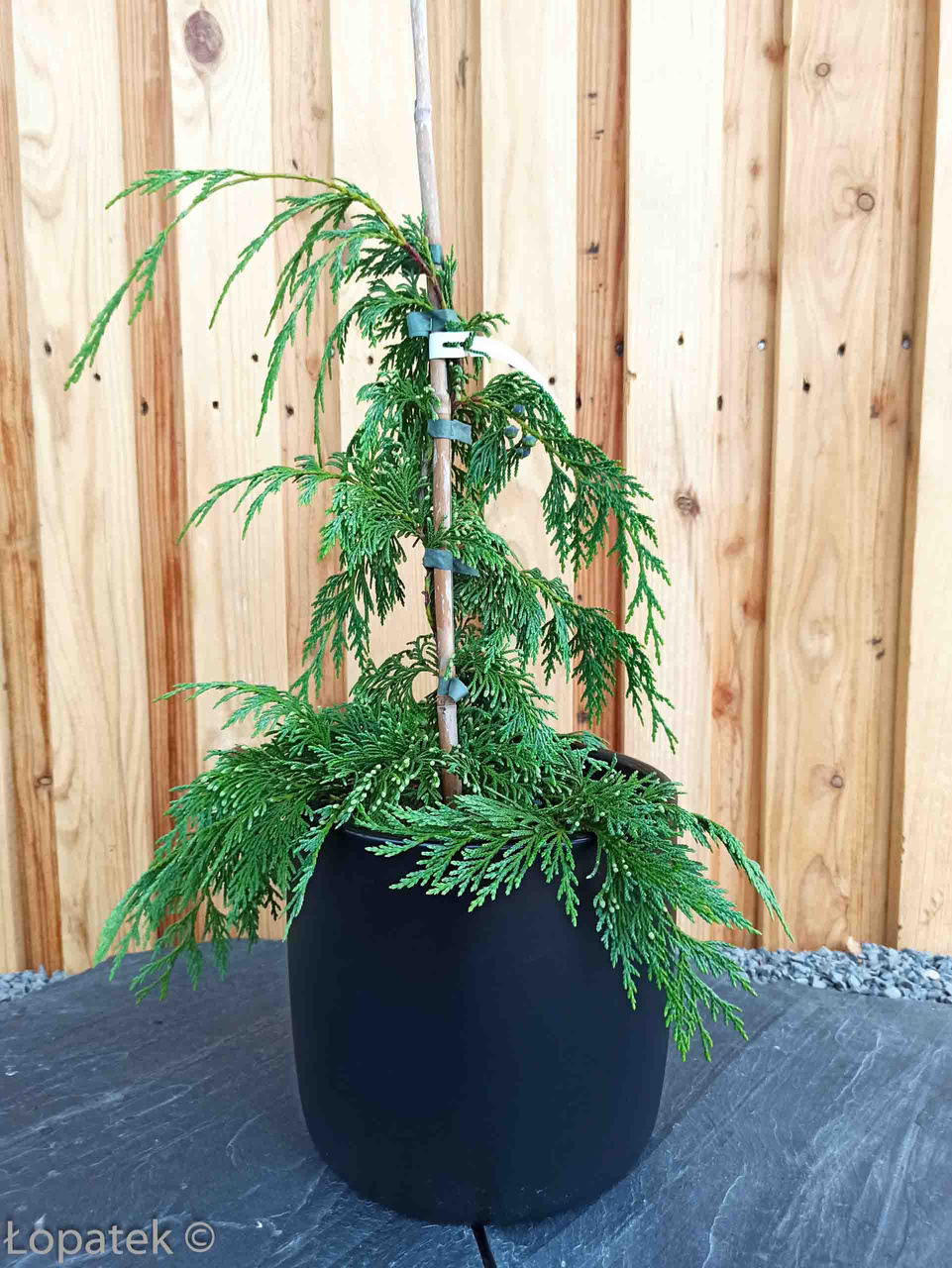 Cyprysik nutkajski Pendula Chamaecyparis nootkatensis C2