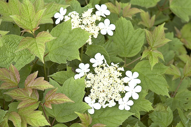 Kalina koralowa Nanum Viburnum opulus C2