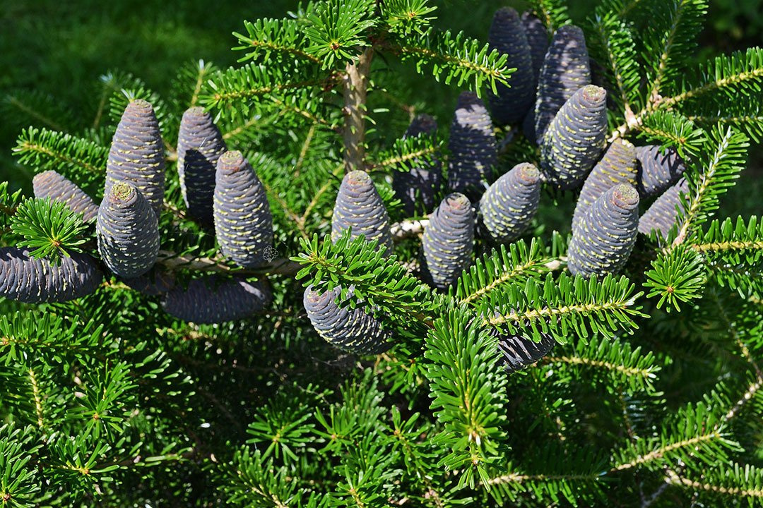 Jodła koreańska Abies koreana P9