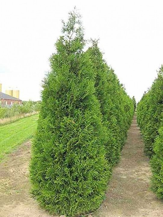 Tuja Atrovirens Thuja plicata P9