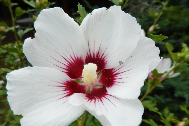 Ketmia syryjska Red Heart Hibiscus syriacus C5