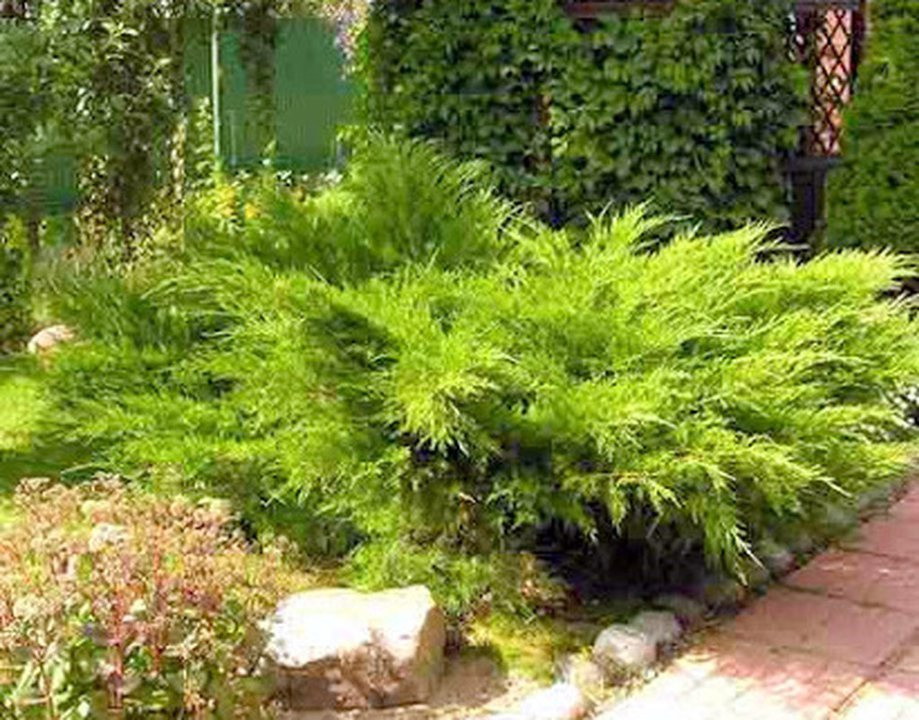 Jałowiec Pfitzera Mint Julep Juniperus pfitzeriana