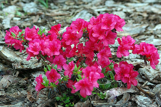 Azalia japońska Maruschka PBR Rhododendron obtusum C2