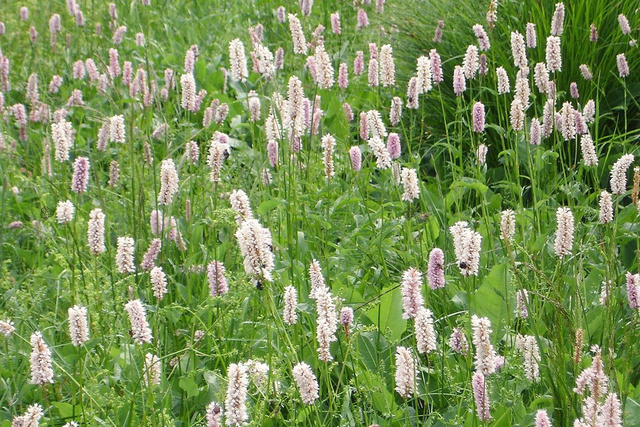Rdest wężownik Persicaria bistorta P9