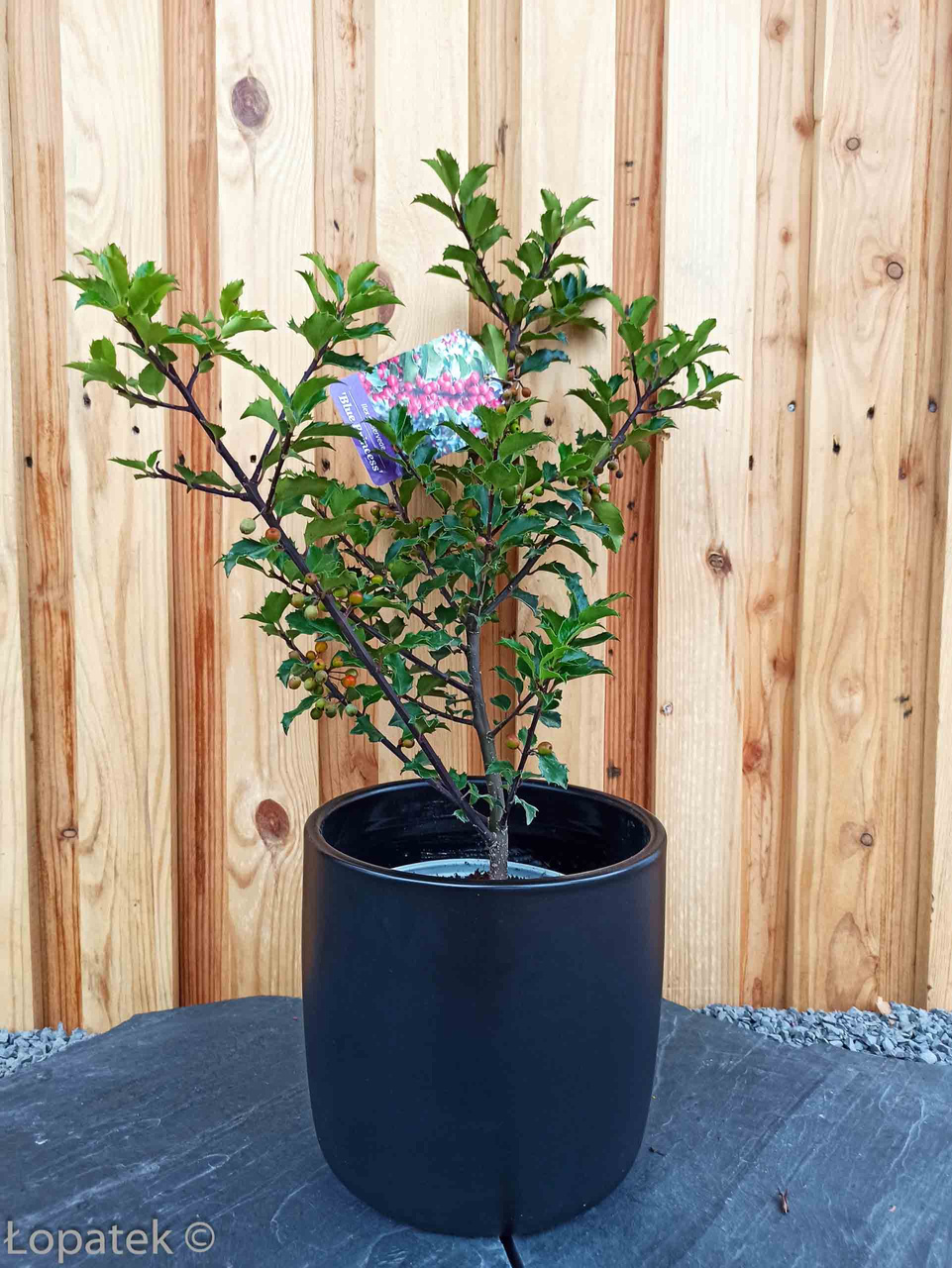 Ostrokrzew Meservy Blue Princess Ilex meserveae C2