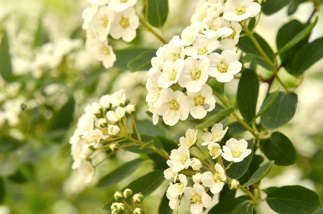 Głóg jednoszyjkowy Crataegus monogyna Głóg jadalny