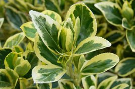 Trzmielina japońska Bravo Euonymus japonicus C2