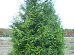 Tuja Gelderland Thuja plicata P9