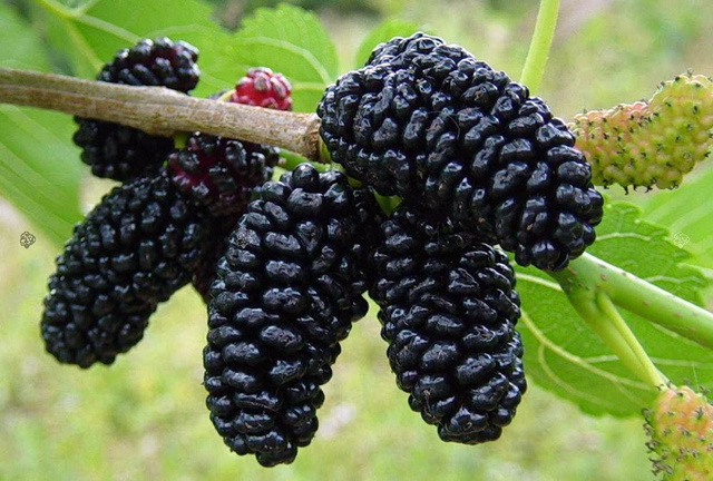 Morwa czarna Morus nigra P9