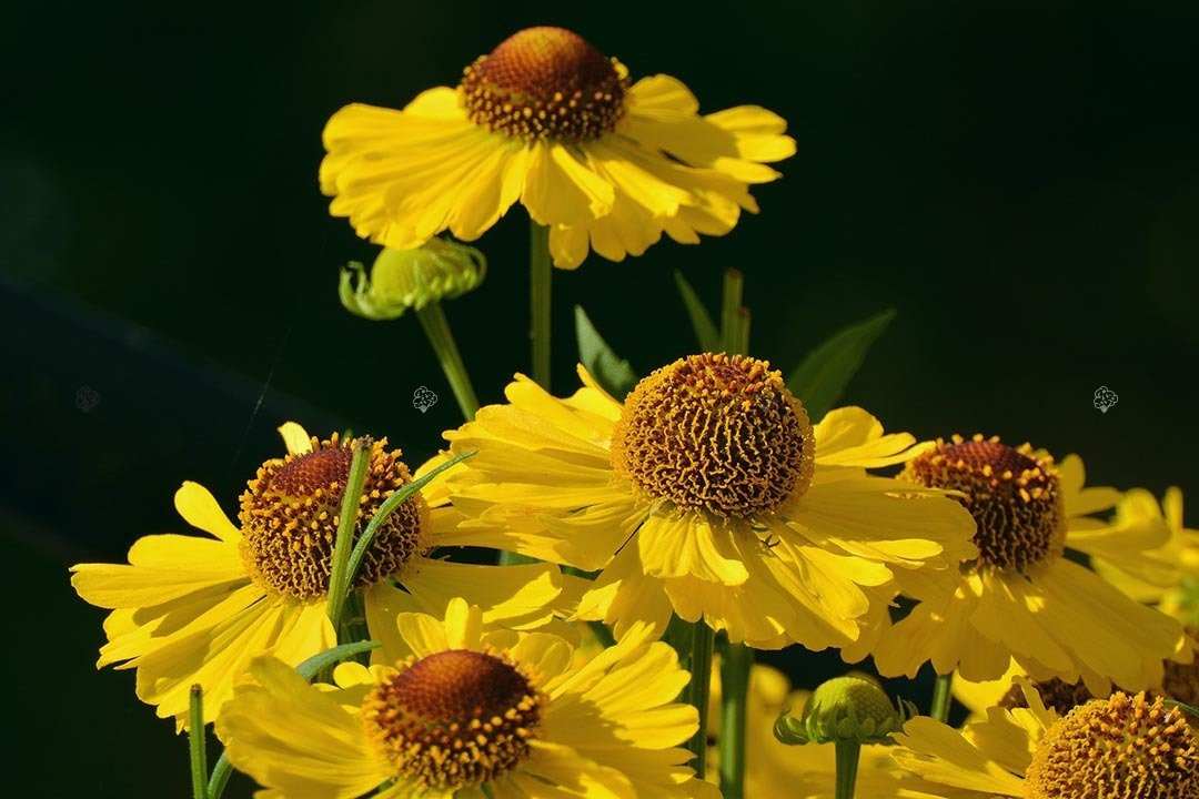 Dzielżan ogrodowy Kanaria Helenium hybridum C2