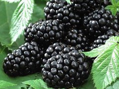 Jeżyna bezkolcowa Black Butte Rubus fruticosus C5