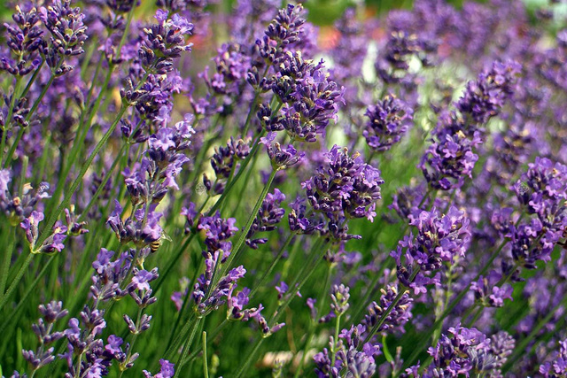 Lawenda pośrednia Pure Platinum Nico Lavandula intermedia P9